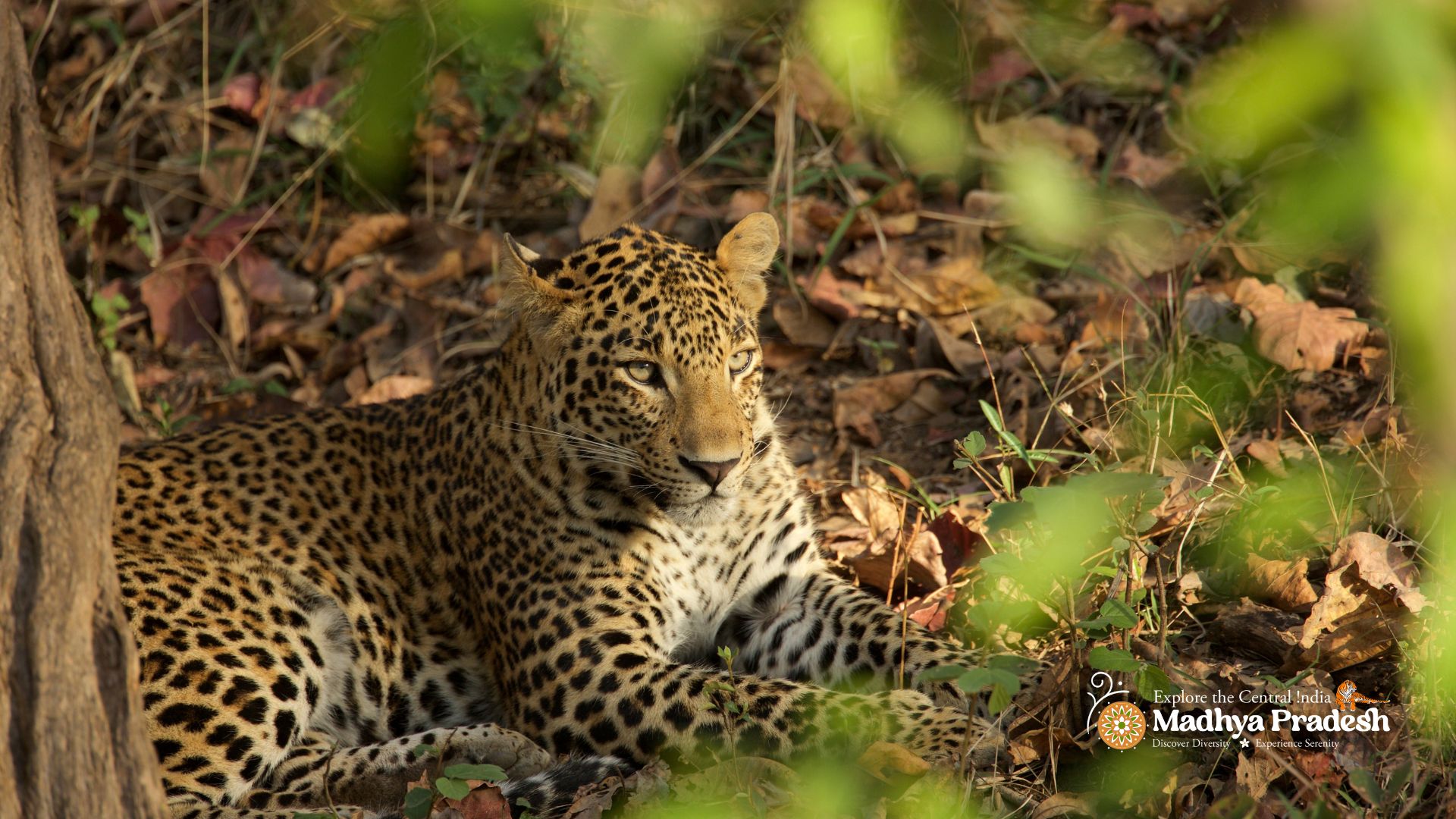 Madhya Pradesh Wildlife
